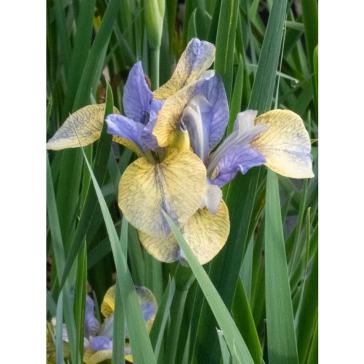 Iris sibirica Tipped in Blue - Szibériai írisz