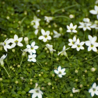 Terülő kékcsillag (Isotoma)