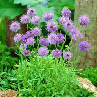 Kecses kékcsillag (Jasione)
