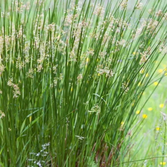 Szittyó (Juncus)