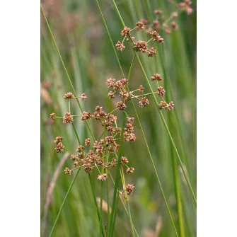 Szittyó (Juncus)