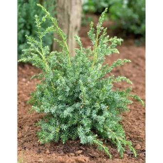 Boróka (Juniperus)