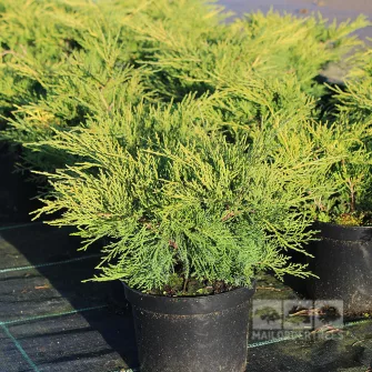 Boróka (Juniperus)