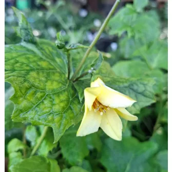 Juharcsengő (Kirengeshoma)