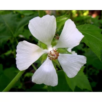 Balkáni mályva (Kitaibelia)