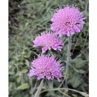 Varfű (Knautia)