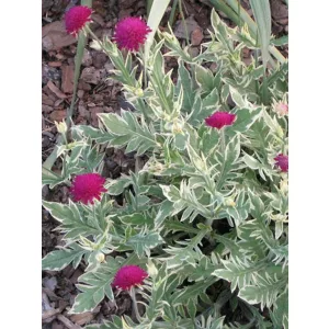 Knautia macedonica Thunder and Lightning - Macedón varfű