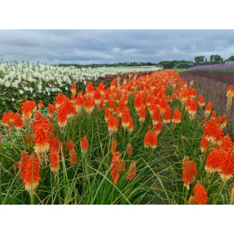 Fáklyaliliom (Kniphofia)