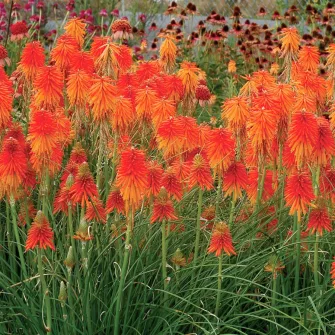 Fáklyaliliom (Kniphofia)