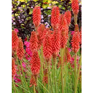 Kniphofia Redhot Popsicle - Fáklyaliliom