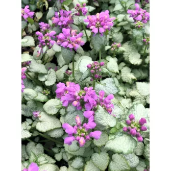 Foltos árvacsalán (Lamium)