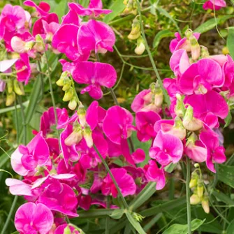 Lednek (Lathyrus)