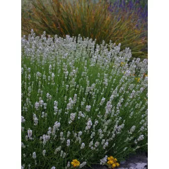 Levendula (Lavandula)