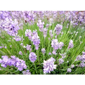 Lavandula angustifolia Little Lady - Közönséges levendula