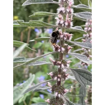 Gyöngyajak (Leonorus)