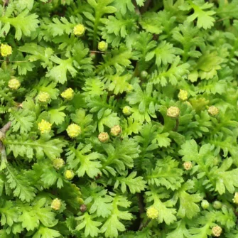 Lúgvirág (Leptinella)