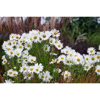 Tisza-parti margitvirág (Leucanthemella)