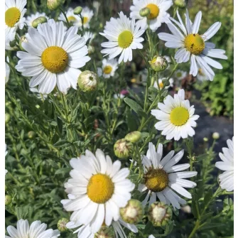Tisza-parti margitvirág (Leucanthemella)