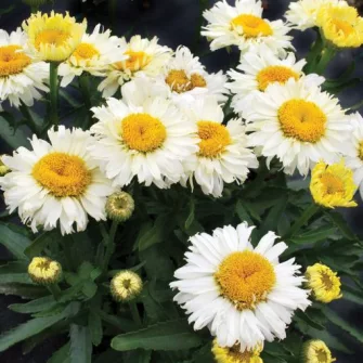 Margaréta (Leucanthemum)