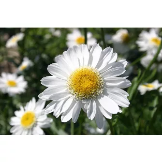 Margaréta (Leucanthemum)