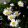Leucanthemum vulgare - Réti margitvirág