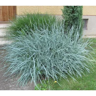 Hajperje (Leymus)