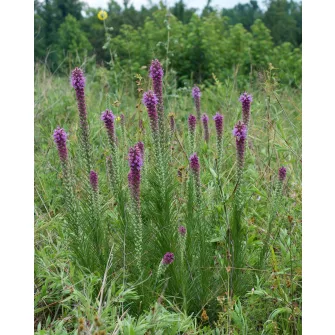 Díszcsorba (Liatris)