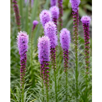 Díszcsorba (Liatris)