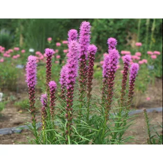 Díszcsorba (Liatris)