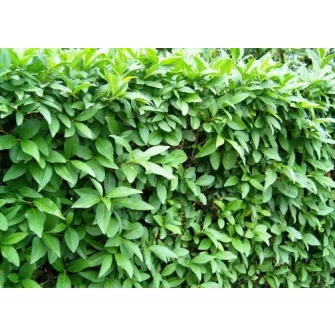 Fagyal (Ligustrum)