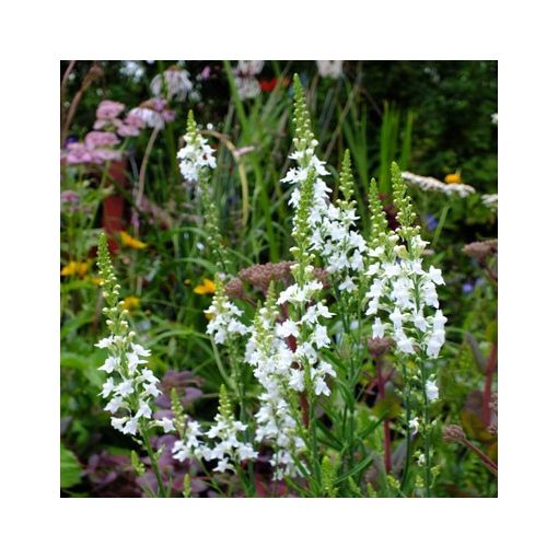 Linaria purpurea Springside White - Gyújtoványfű