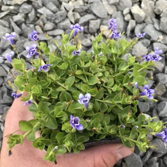 Hamis tikszem (Lindernia)