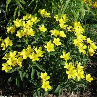 Len (Linum)