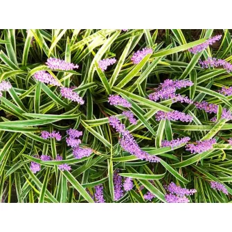Gyöngyikés gyepliliom (Liriope)