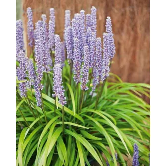 Gyöngyikés gyepliliom (Liriope)