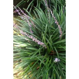 Gyöngyikés gyepliliom (Liriope)