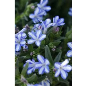 Lithodora diffusa Cambridge Blue - Kőmagcserje