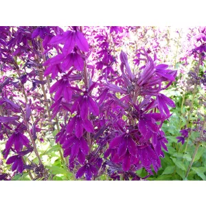 Lobelia speciosa Hadspen Purple - Pompás lobélia