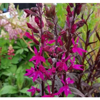 Lobélia (Lobelia)
