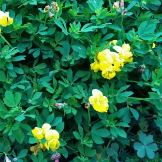 Kerep (Lotus)