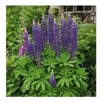 Csillagfürt (Lupinus)