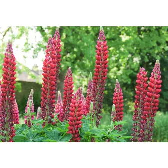 Csillagfürt (Lupinus)