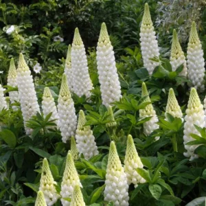 Lupinus White Shades - Csillagfürt