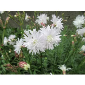 Lychnis flos-cuculi Petit Henri - Réti kakukkszegfű