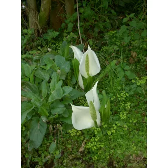 Lápbuzogány (Lysichiton)