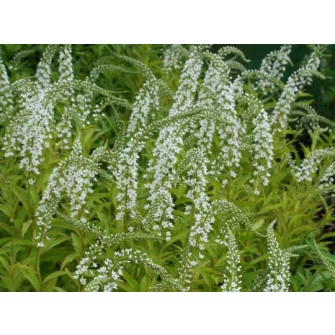 Lizinka (Lysimachia)