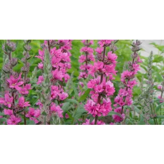 Füzény (Lythrum)