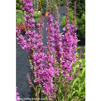 Füzény (Lythrum)