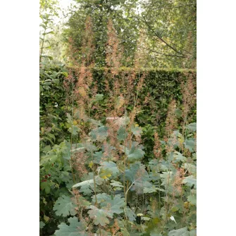 Mákkóró (Macleaya)