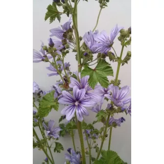 Málva (Malva)